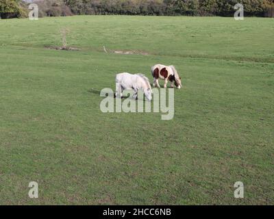 Zwei Miniatur-shetland-Ponys grasen auf einem großen Feld Stockfoto