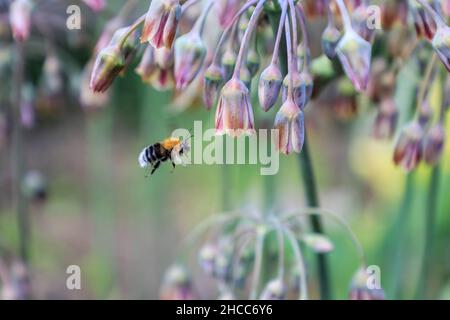 Eine Baumhummel (Bombus hypnorum), die zu einem Blütenkopf aus Allium (Nectaroscordum siculum) fliegt, England, Großbritannien Stockfoto