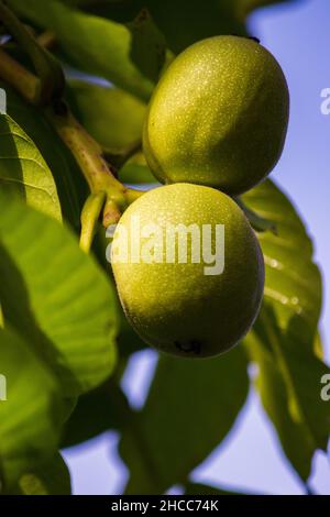 Reifende grüne Walnüsse (Juglans regia) wachsen auf einem Baum. Schließen Stockfoto