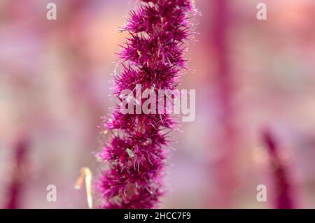 Nahaufnahme Der Amaranth-Anlage In Muiden, Niederlande 31-8-2021 Stockfoto