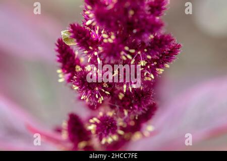 Nahaufnahme Der Amaranth-Anlage In Muiden, Niederlande 31-8-2021 Stockfoto