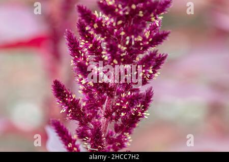 Nahaufnahme Der Amaranth-Anlage In Muiden, Niederlande 31-8-2021 Stockfoto