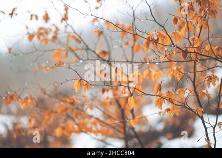 Flacher Fokus von Herbstblättern mit Tau-Tropfen auf Zweigen Stockfoto
