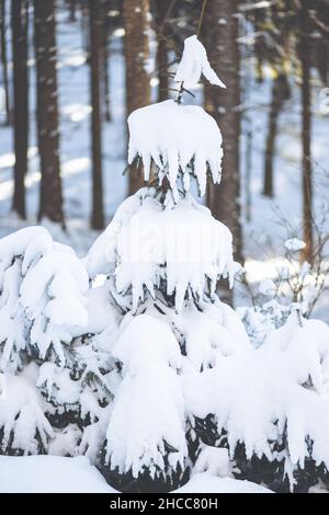 Nahaufnahme einer kleinen Kiefer, die völlig mit schwerem Schnee bedeckt ist Stockfoto