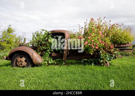 Ein antiker verrosteter Flachbettwagen, der mit Zinnien bedeckt ist, die im gesamten Rahmen wachsen. Stockfoto