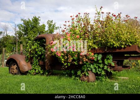 Ein antiker verrosteter Flachbettwagen, der mit Zinnien bedeckt ist, die im gesamten Rahmen wachsen. Stockfoto