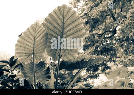 Elefantenohren ist der gebräuchliche Name für eine Gruppe von tropischen mehrjährigen Pflanzen, die aufgrund ihrer großen, herzförmigen Blätter angebaut werden. Alocasia calidora Stockfoto