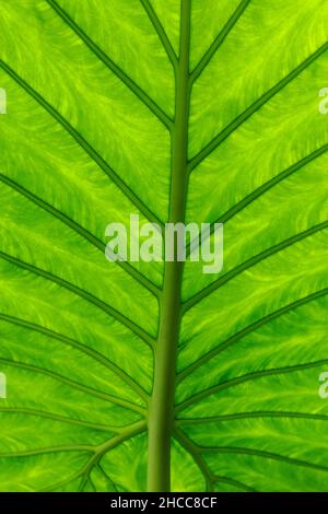 Elefantenohren ist der gebräuchliche Name für eine Gruppe von tropischen mehrjährigen Pflanzen, die aufgrund ihrer großen, herzförmigen Blätter angebaut werden. Alocasia calidora Stockfoto