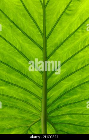 Elefantenohren ist der gebräuchliche Name für eine Gruppe von tropischen mehrjährigen Pflanzen, die aufgrund ihrer großen, herzförmigen Blätter angebaut werden. Alocasia calidora Stockfoto