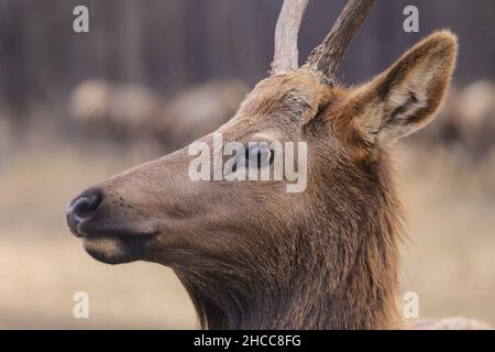 Selektive Scharfstellung von Hirschen mit Hörnern Stockfoto