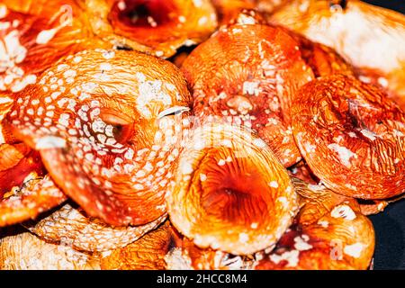 Schöne helle getrocknete Kappen Pilze rote Fliege agarisch Stockfoto