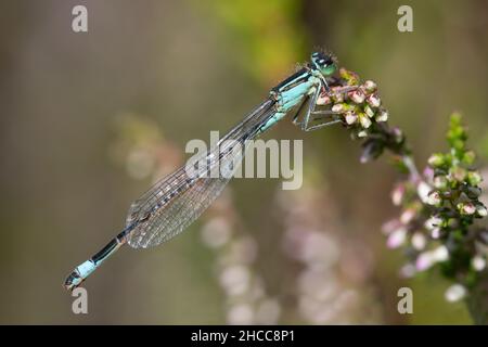 Blauschwanz-Damselfliege, die auf Heidekraut thront und im Hintergrund ein rosafarbenes Bokeh im Bissoe Nature Reserve in der Nähe von Devoran, Cornwall Stockfoto