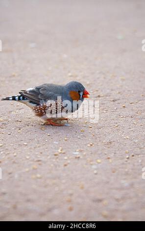 zebrafinken auf dem Boden auf Nahrungssuche. Sein buntes Gefieder und die detailreiche Musterung machen diesen singbird zu einem besonders schönen seiner Art Stockfoto