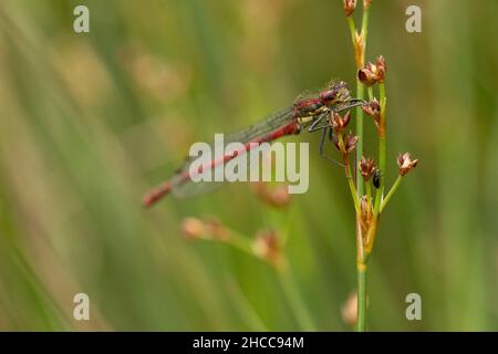 Eine große Rote Damselfliege, die auf einem Schilf mit verschwommenem Schilf im Hintergrund thront und den Lebensraum zeigt Stockfoto