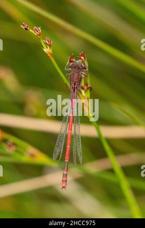 Eine große Rote Damselfliege, die auf einem Schilf mit verschwommenem Schilf im Hintergrund thront und den Lebensraum zeigt Stockfoto