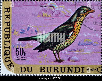 Abgesagte Briefmarke gedruckt von Burundi, die Cesena (Turdus pilaris) zeigt, um 1971. Stockfoto