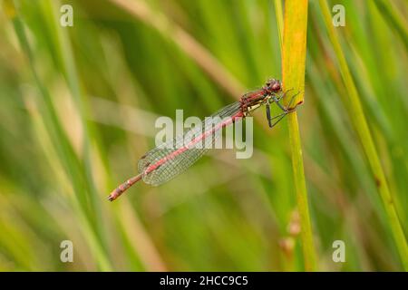 Eine große Rote Damselfliege, die auf einem Schilf mit verschwommenem Schilf im Hintergrund thront und den Lebensraum zeigt Stockfoto