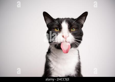 Freche schwarz-weiße Smoking Katze ragt aus Zunge Blick auf die Kamera auf weißem Hintergrund mit Kopierraum Stockfoto