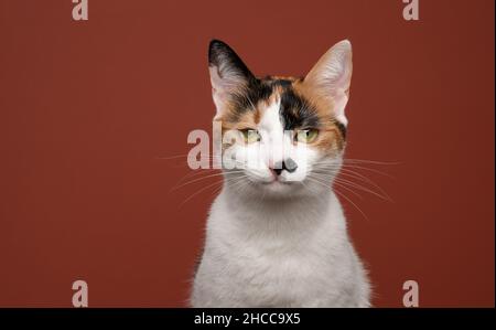calico weiß Katze Portrait Kitty macht lustige Gesicht suchen ernst auf braunem Hintergrund Stockfoto
