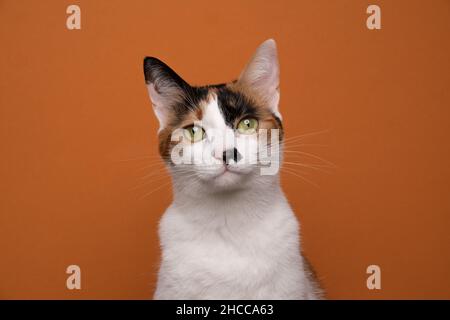 Schönes weißes dreifarbiger Schildkrötenkater-Porträt, das auf orangenen Hintergrund die Kamera anschaut Stockfoto