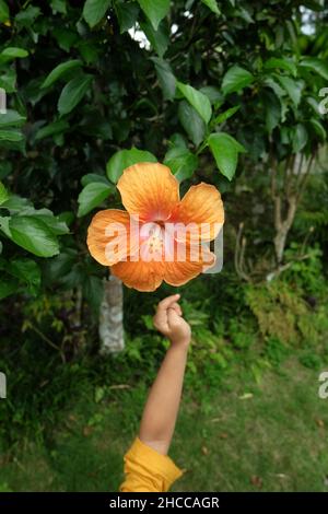 Nahaufnahme einer Hand, die zu einer orangen Hibiskusblüte reicht Stockfoto