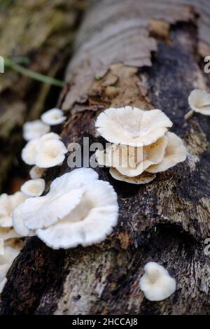 Nahaufnahme des weißen Pilzes, der auf der Rinde wächst Stockfoto