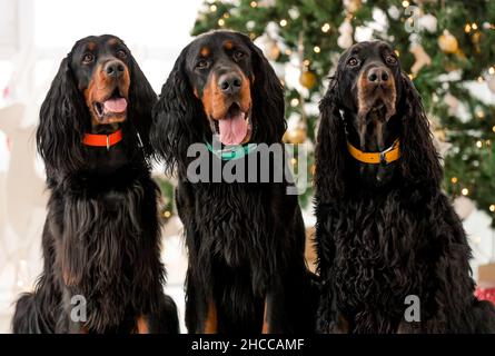 Drei gordon Setter Hunde in der Weihnachtszeit zu Hause Urlaub Nahaufnahme Porträt. Reinrassige Hundetiere mit Weihnachtsbaum und Neujahrslicht auf dem Hintergrund Stockfoto