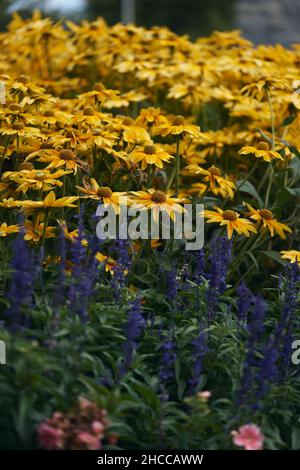 Vertikale Aufnahme von blühenden gelben Kegelblumen auf einem Feld Stockfoto