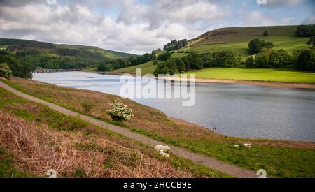 Schafe weiden am Ufer des Ladybower Reservoir im Upper Derwent Valley von Derbyshire. Stockfoto