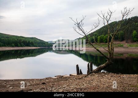 Ein Baum steht am Ufer des Derwent Reservoir während Niedrigwasser im Upper Derwent Valley im Peak District von Derbyshire. Stockfoto