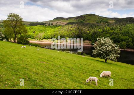Schafe weiden auf der Weide neben dem Ladybower Reservoir unter den Hügeln des Peak District von Derbyshire. Stockfoto