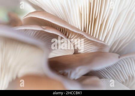 Ein Fleck Austernpilz (Pleurotus ostreatus) wächst im Horner Wood in Somerset Stockfoto