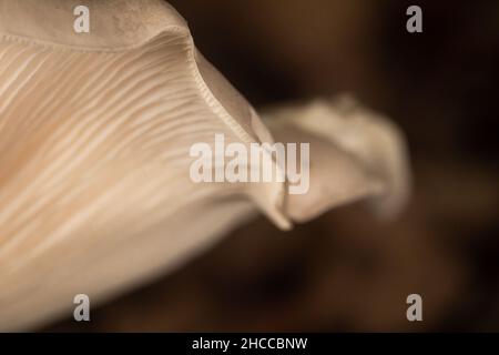 Aufnahme von der Unterseite der Kiemen eines Austernpilzes (Pleurotus ostreatus), der im Aisholt-Holz in Somerset wächst Stockfoto