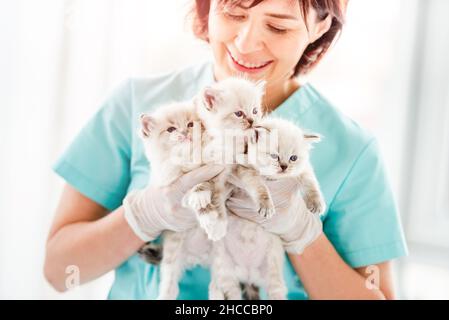 Frau Tierärztin in den Händen halten Ragdol Kätzchen mit schönen blauen Augen und lächelnd Blick auf sie. Liebenswert kleine flauschige Kätzchen Katze Stockfoto