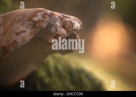 Ein Bracketpilz wächst auf einem Baum mit der Sonne, die hinter Hodders Coombe in West Somerset aufgeht Stockfoto