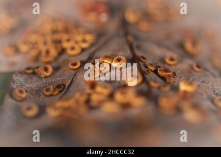 Die orangefarbenen Gallen der Seidenknopfwespe (Neuroterus numismalis) befinden sich auf den herbstlich gefallenen Blättern in Hodders Coombe in Somerset Stockfoto