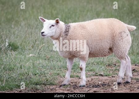 Die Schafe wandern durch das weidete Yorkshire Ackerland Stockfoto