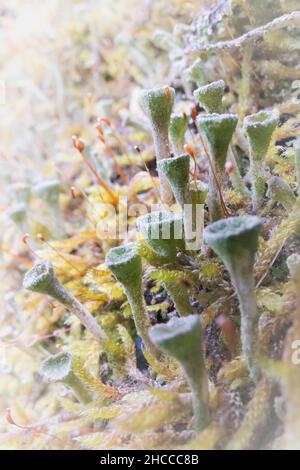 Pixie Cups (Cladonia asahinae) wachsen unter dem Moos in einer kleinen Welt, die auf einem von Suffolk gefallenen Baum in Lackford Lakes versteckt ist Stockfoto