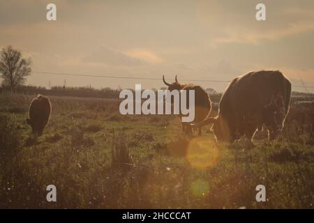 Eine Gruppe von Hochland-Kühen, die das Abendlicht mit Lichtreflexen genießen Stockfoto