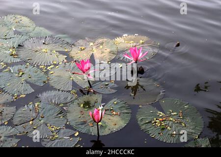 Ehrfürchtig schöne rote Seerose Blume mit Wasser Stockfoto
