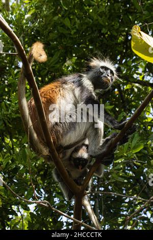 Red Colobus in Jozani Forest, Sansibar, Tansania Stockfoto