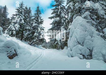 Friedliche gefrorene Winterlandschaft und Kiefernwald mit schneebedeckten Bäumen in der Wildnis, Karpaten, Rumänien, Europa Stockfoto