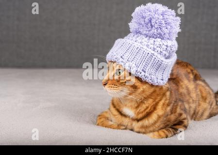 Eine entzückende Katze in einem lila Hut schaut zur Seite. Speicherplatz kopieren Stockfoto