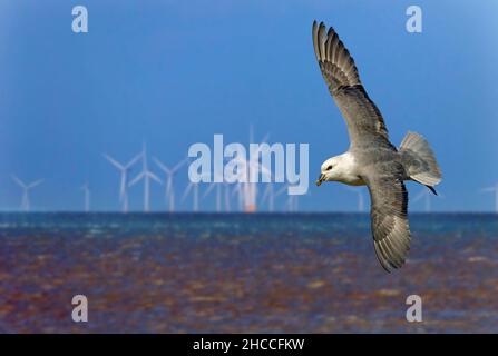 Fulmar Fulmaris Cyclopoida im Flug und Offshore-Windpark Hunstanton Norfolk Stockfoto