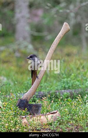 Siberian jay (Perisoreus infaustus / Corvus infaustus ) auf Axt im Nadelwald, Skandinavien Stockfoto