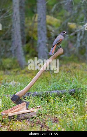 Siberian jay (Perisoreus infaustus / Corvus infaustus ) auf Axt im Nadelwald, Skandinavien Stockfoto