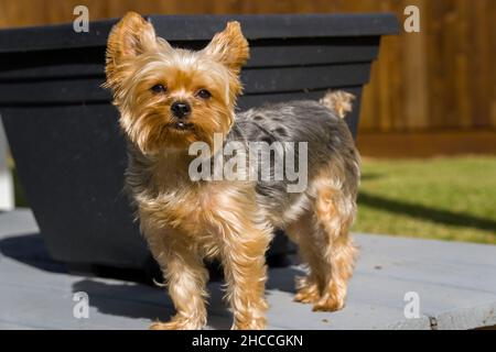 Nahaufnahme eines niedlichen Yorkshire Terrier im Freien Stockfoto