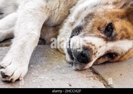 Еhe Hund liegt auf dem Betonpflaster. Rasse zentralasiatischer Schäferhund (Alabai) Stockfoto