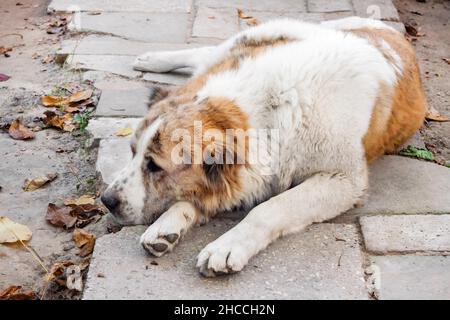 Schlafender Hund ruht seinen Kopf auf den Pfoten. Rasse Zentralasiatischer Hirte (Alabai) Stockfoto