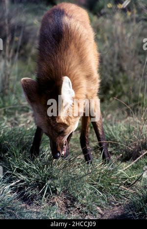 Mähne Wolf (Chrysocyon brachyurus) im Stehen. Stockfoto